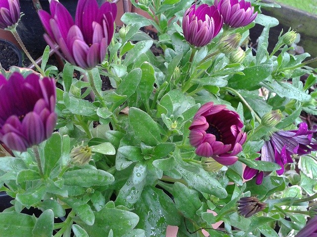 osteospermum